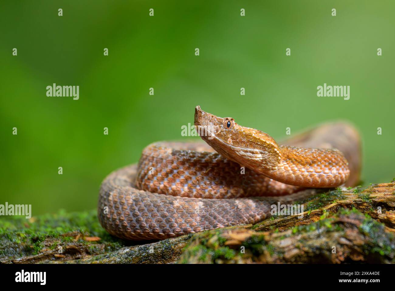 Vipère à nez de porc (Porthidium nasutum) sur une bûche de bois, Costa Rica. Banque D'Images