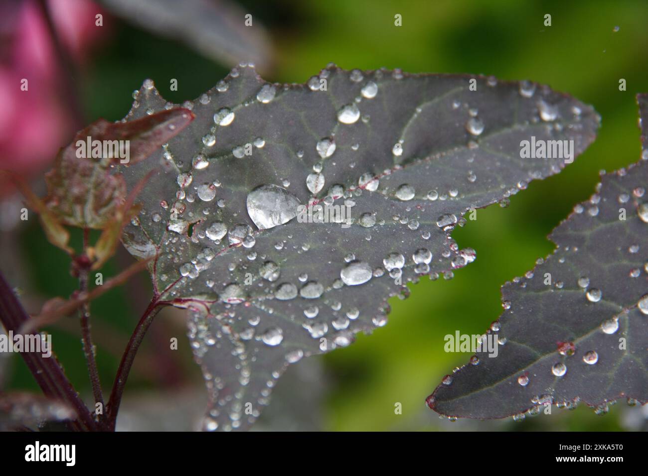 Goutte de pluie sur Leaf 01 Banque D'Images