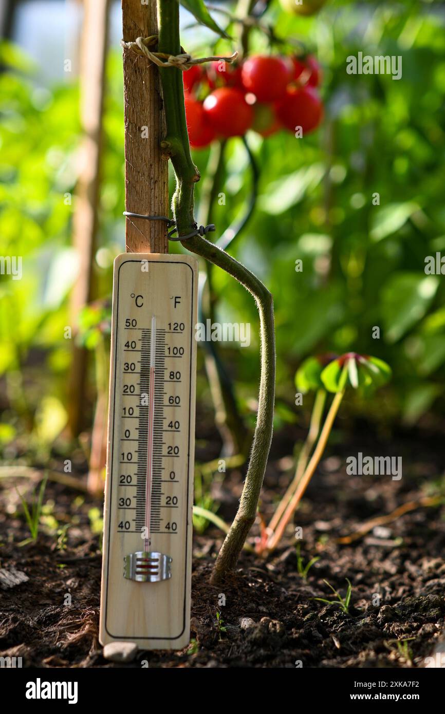 Mesure de la température en serre avec un thermomètre indiquant une température élevée à côté de la plante de tomate. Banque D'Images