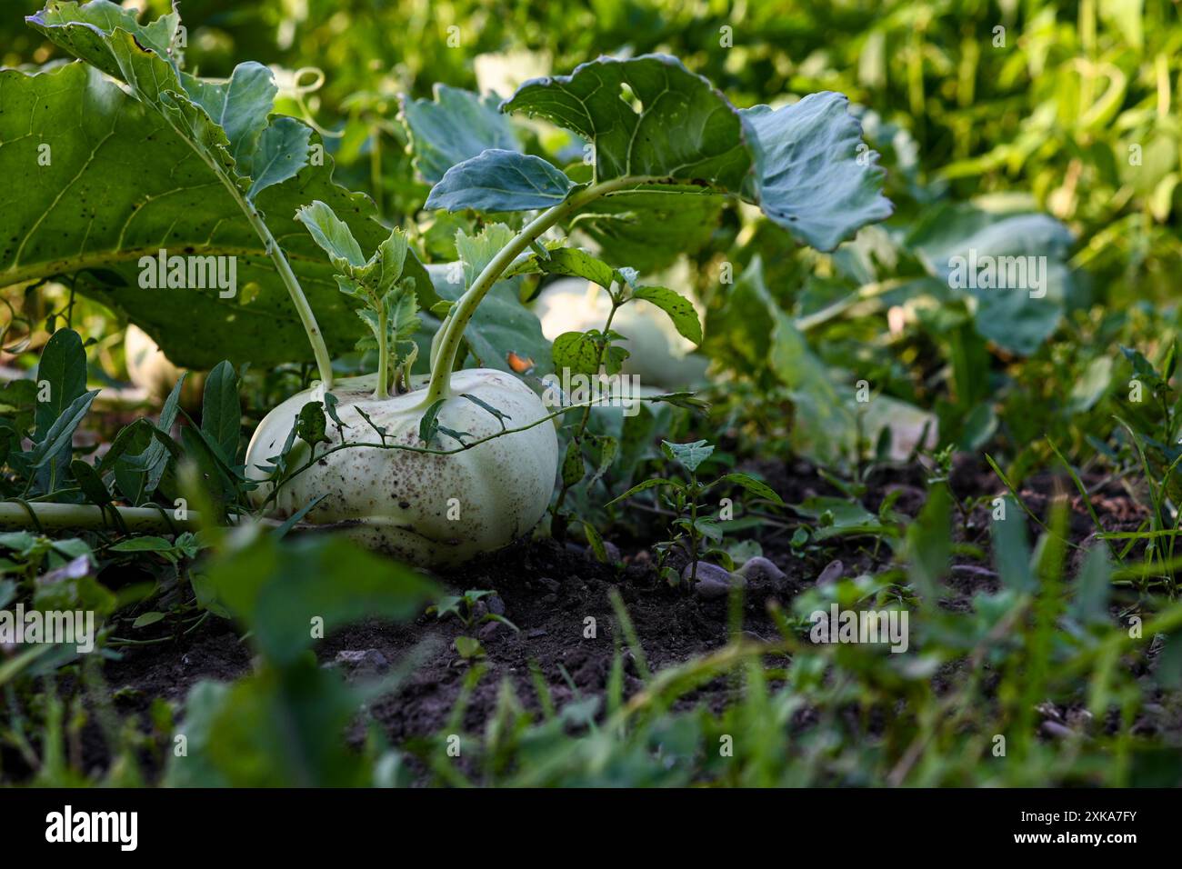 Chou-rave poussant sur le sol dans un potager entouré de feuilles vertes. Banque D'Images