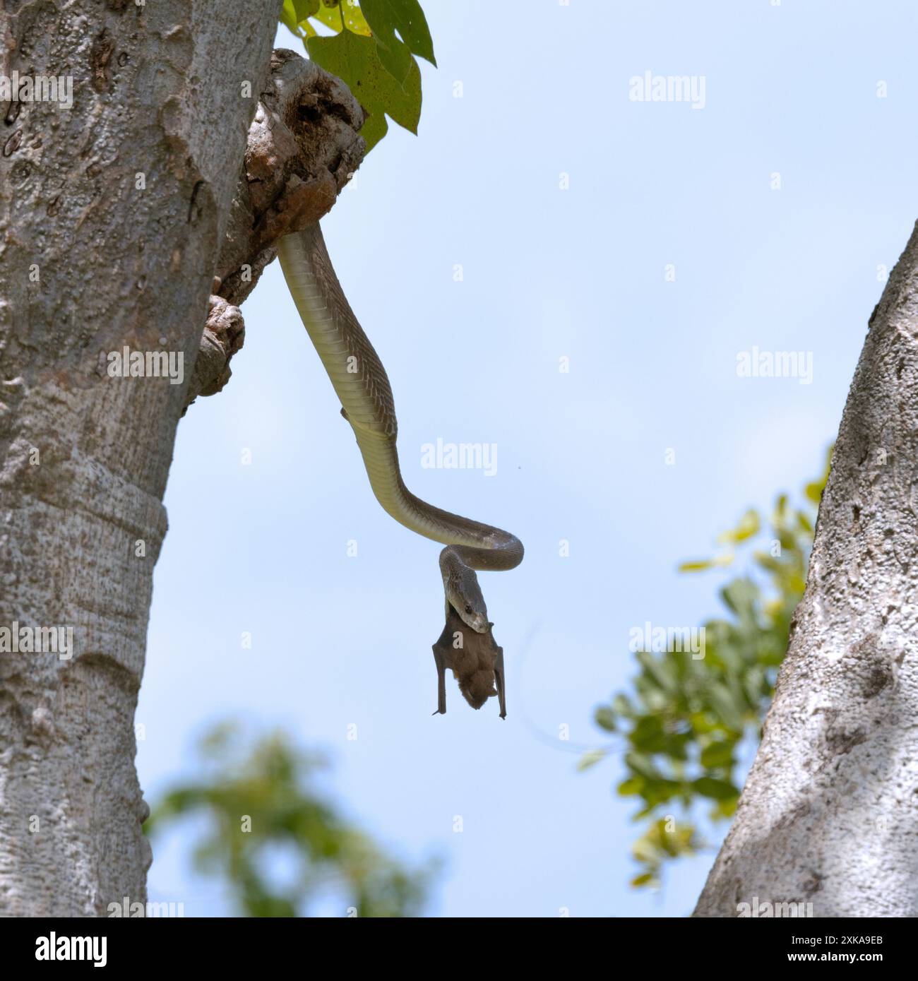 Un grand Mamba noir a cherché dans des trous dans un arbre d'hélicoptère et a localisé un toit de chauves-souris tombes. Plusieurs se sont envolés pour se mettre en sécurité mais deux ont été tués Banque D'Images