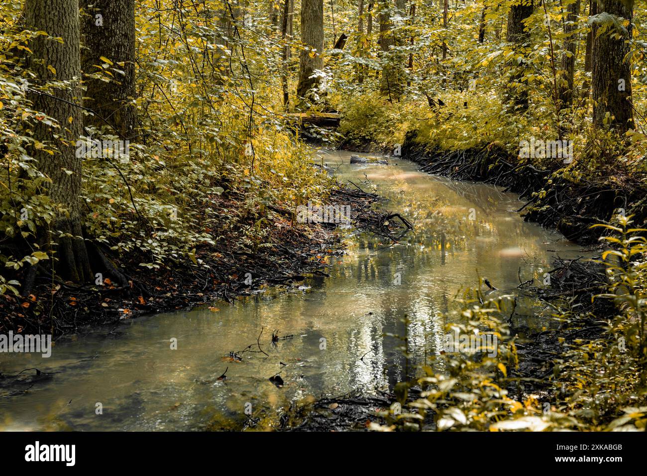 Rivière marécageuse d'automne couleur jaune Banque D'Images