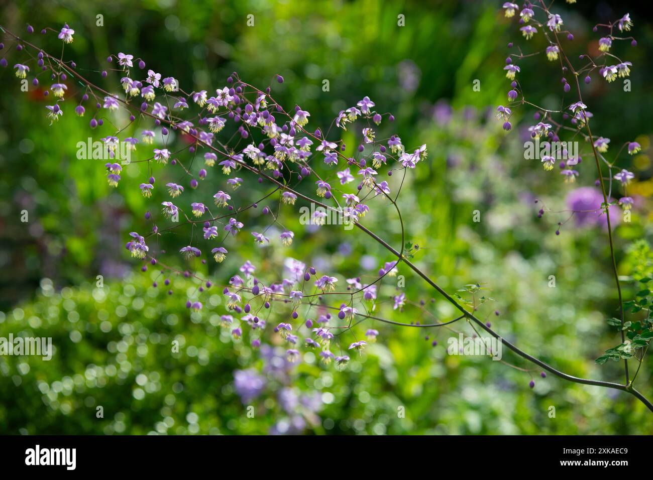 Thalictrum Delavayi floraison dans un jardin d'été. Une vivacité avec des fleurs violettes pâles sur de fines tiges. Banque D'Images