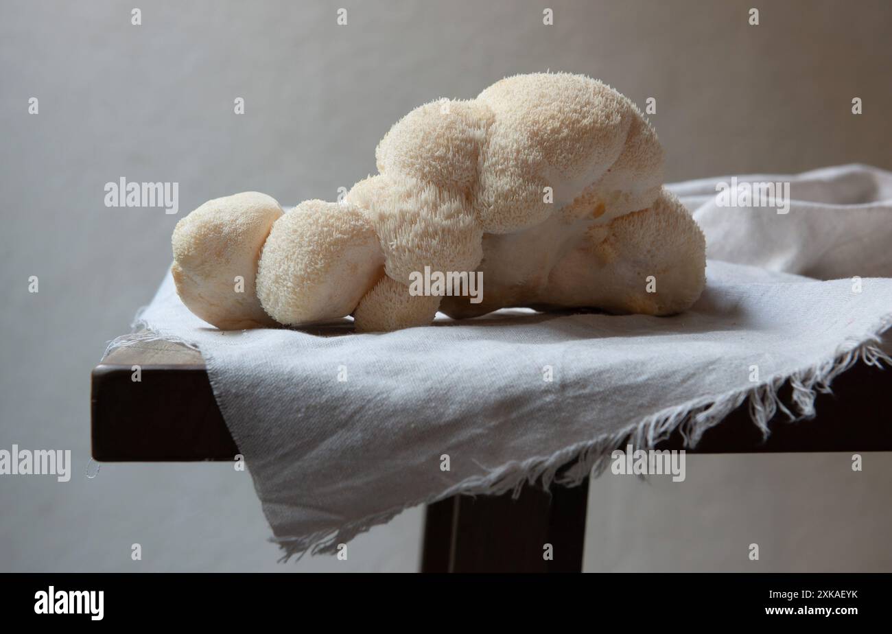 Big Lion's Maine champignon cru sur la table. Banque D'Images