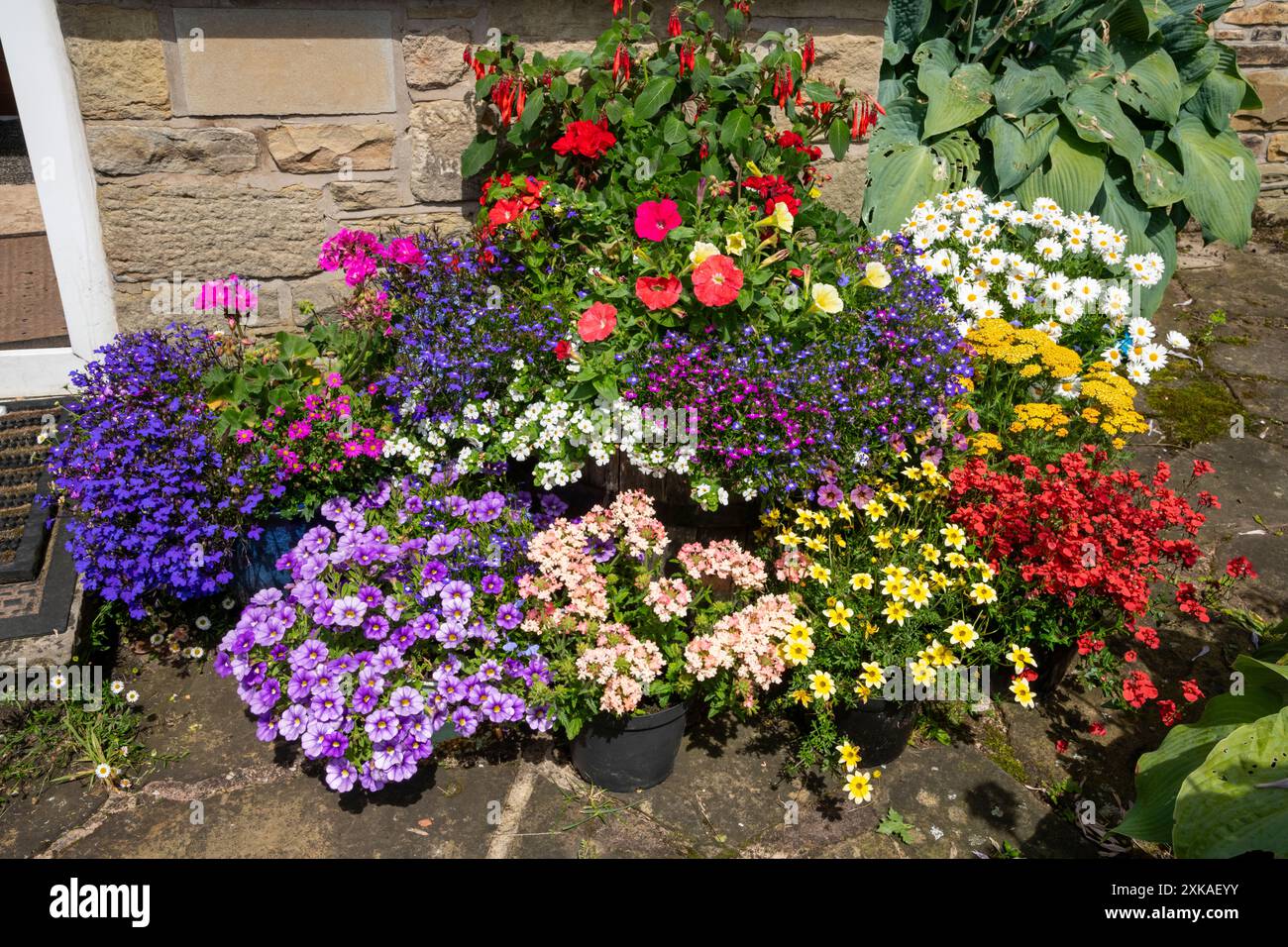 Plantes de literie d'été lumineuses dans un affichage à l'extérieur d'une maison dans un jardin de campagne anglais. Banque D'Images