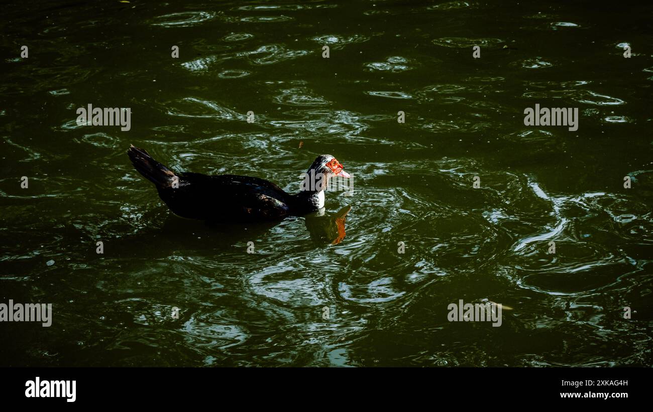 Un beau canard de Barbarie noir démotivé canard Banque D'Images