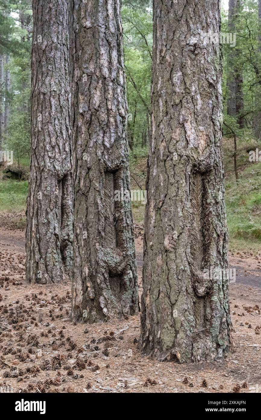 Vieux pins qui ont été exploités pour leur résine, jusqu'aux années 1950 une entreprise rentable dans les forêts sur les pentes de l'Etna, Sicile, Italie Banque D'Images