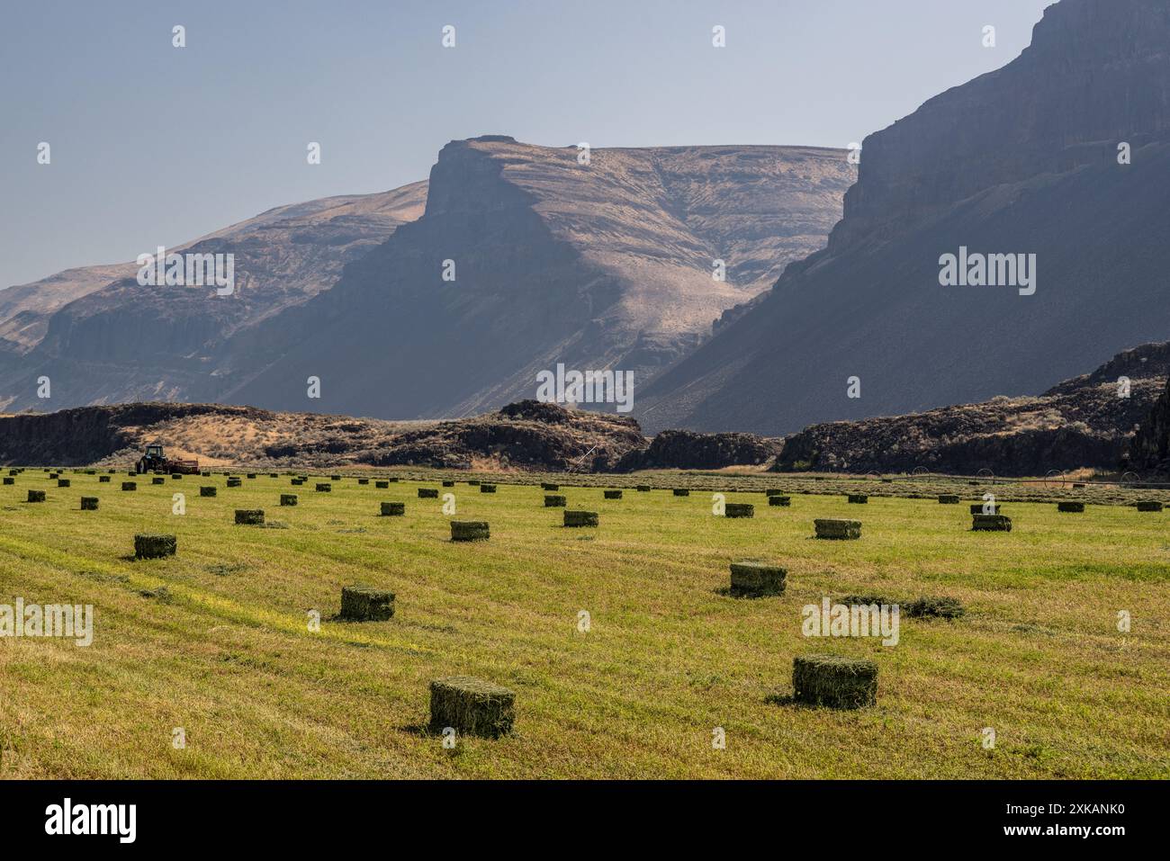 Balles de foin dans un champ irrigué près de Palisades à Moses Coulee, comté de Douglas, Washington Banque D'Images