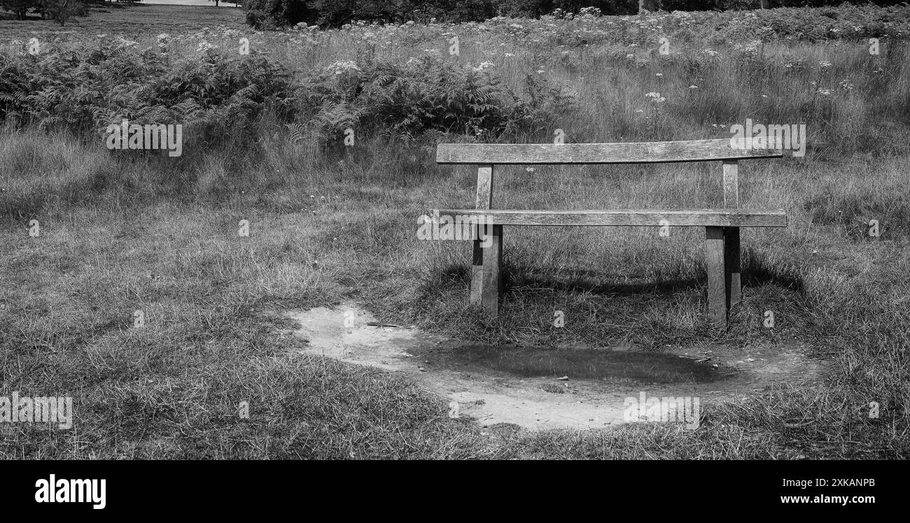 Parc paysage de bancs à Richmond Park, Londres, pendant l'été avec des arbres derrière en noir et blanc Banque D'Images