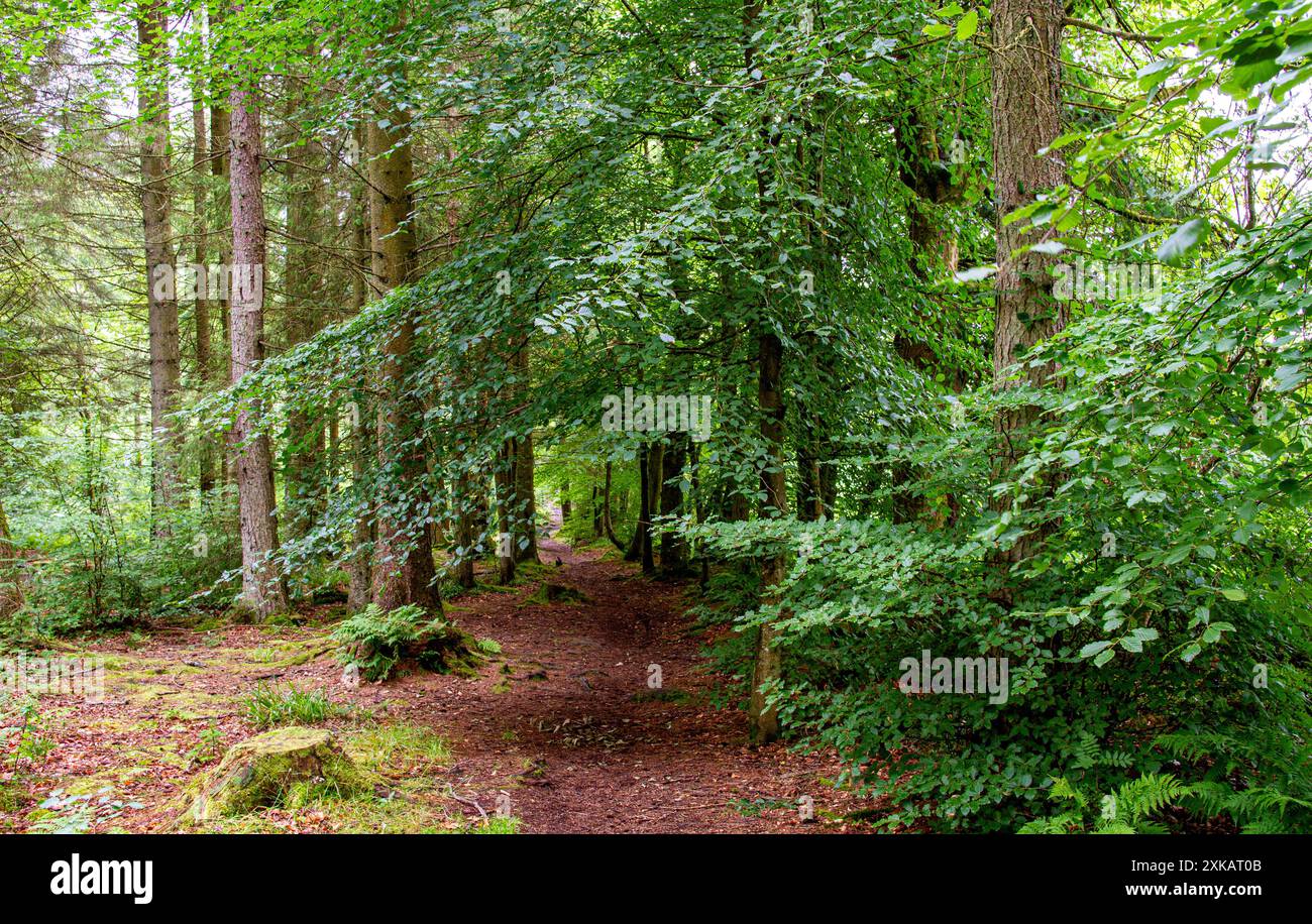 Dundee, Tayside, Écosse, Royaume-Uni. 22 juillet 2024. Météo britannique : pendant le temps humide et humide du mois de juillet, les plantations luxuriantes et le terrain humide de Templeton Woods créent une atmosphère sinistre, ce qui en fait un endroit idéal pour les films d'horreur. Les forêts de Dundee, en Écosse, ont des sentiers naturels sinueux, une faune magnifique, des arbres au feuillage vert vibrant, une vie végétale et des paysages à couper le souffle. Crédit : Dundee Photographics/Alamy Live News Banque D'Images