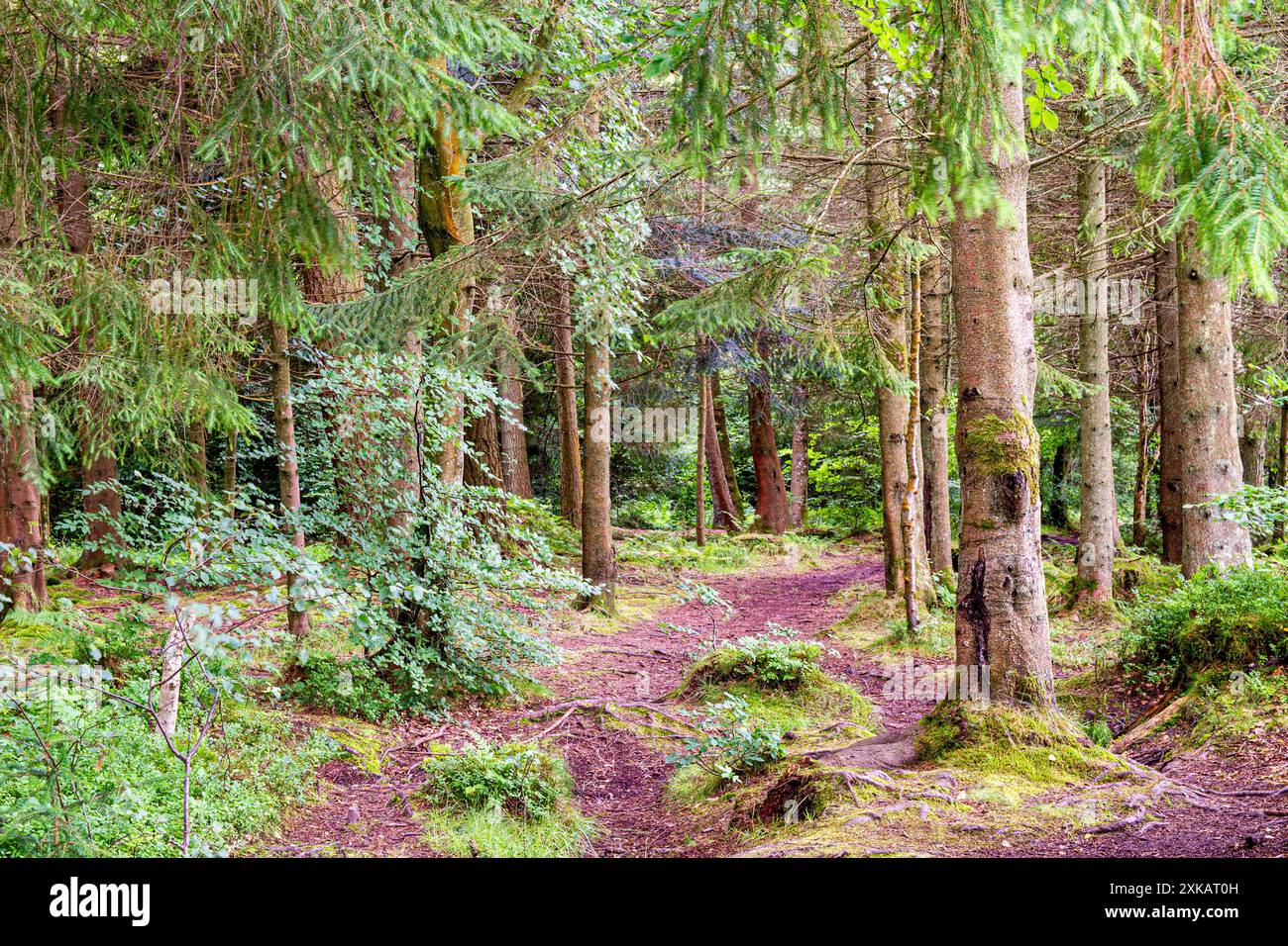 Dundee, Tayside, Écosse, Royaume-Uni. 22 juillet 2024. Météo britannique : pendant le temps humide et humide du mois de juillet, les plantations luxuriantes et le terrain humide de Templeton Woods créent une atmosphère sinistre, ce qui en fait un endroit idéal pour les films d'horreur. Les forêts de Dundee, en Écosse, ont des sentiers naturels sinueux, une faune magnifique, des arbres au feuillage vert vibrant, une vie végétale et des paysages à couper le souffle. Crédit : Dundee Photographics/Alamy Live News Banque D'Images