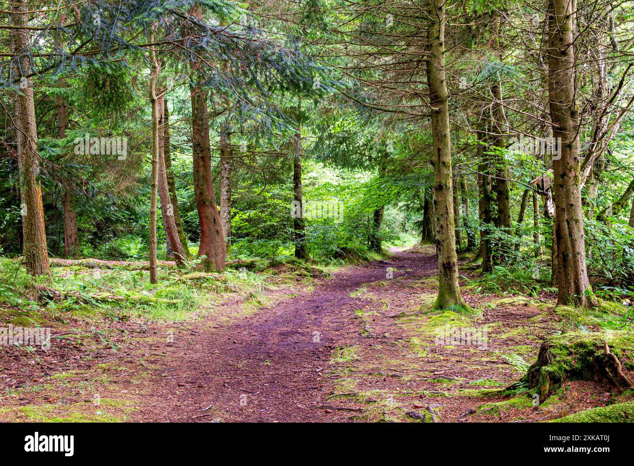 Dundee, Tayside, Écosse, Royaume-Uni. 22 juillet 2024. Météo britannique : pendant le temps humide et humide du mois de juillet, les plantations luxuriantes et le terrain humide de Templeton Woods créent une atmosphère sinistre, ce qui en fait un endroit idéal pour les films d'horreur. Les forêts de Dundee, en Écosse, ont des sentiers naturels sinueux, une faune magnifique, des arbres au feuillage vert vibrant, une vie végétale et des paysages à couper le souffle. Crédit : Dundee Photographics/Alamy Live News Banque D'Images