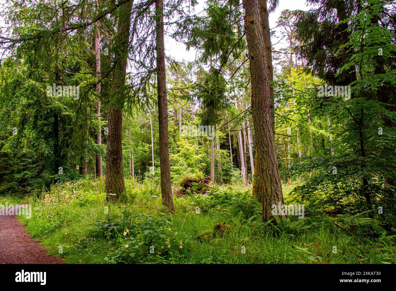 Dundee, Tayside, Écosse, Royaume-Uni. 22 juillet 2024. Météo britannique : pendant le temps humide et humide du mois de juillet, les plantations luxuriantes et le terrain humide de Templeton Woods créent une atmosphère sinistre, ce qui en fait un endroit idéal pour les films d'horreur. Les forêts de Dundee, en Écosse, ont des sentiers naturels sinueux, une faune magnifique, des arbres au feuillage vert vibrant, une vie végétale et des paysages à couper le souffle. Crédit : Dundee Photographics/Alamy Live News Banque D'Images