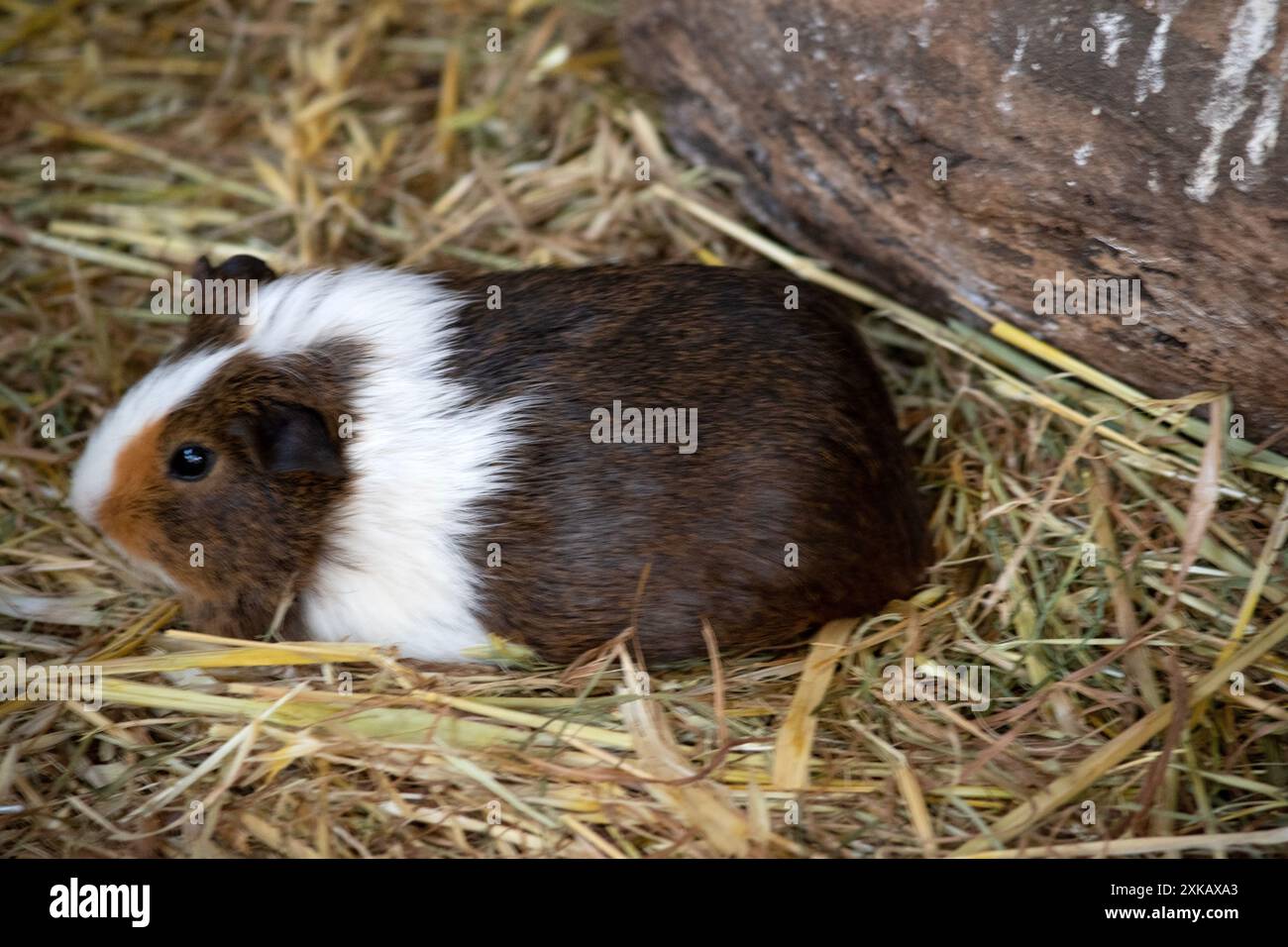 Les cobayes sont de petits rongeurs domestiques à oreilles courtes et robustes, presque sans queue. Ils sont souvent gardés comme animaux de compagnie Banque D'Images
