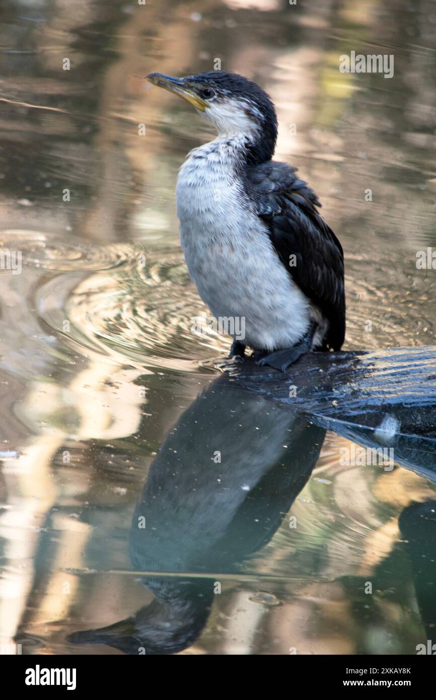 Le petit Cormoran pied est un oiseau de taille moyenne avec des ailes noires et une queue noire. Il a un visage et une poitrine blancs. Banque D'Images