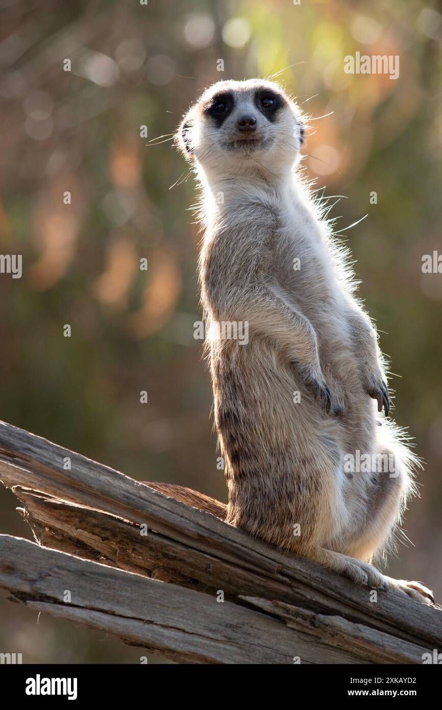 Les suricates sont de petits mammifères à fourrure grise et brune grise grizzled. Ils ont des taches sombres autour de leurs yeux pour les protéger du soleil Banque D'Images