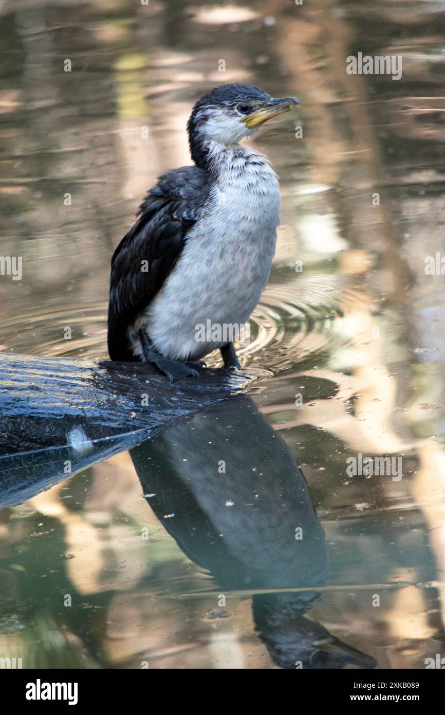 Le Cormorant à pied est un oiseau de taille moyenne avec des ailes noires et une queue noire. Il a un visage et une poitrine blancs. Banque D'Images