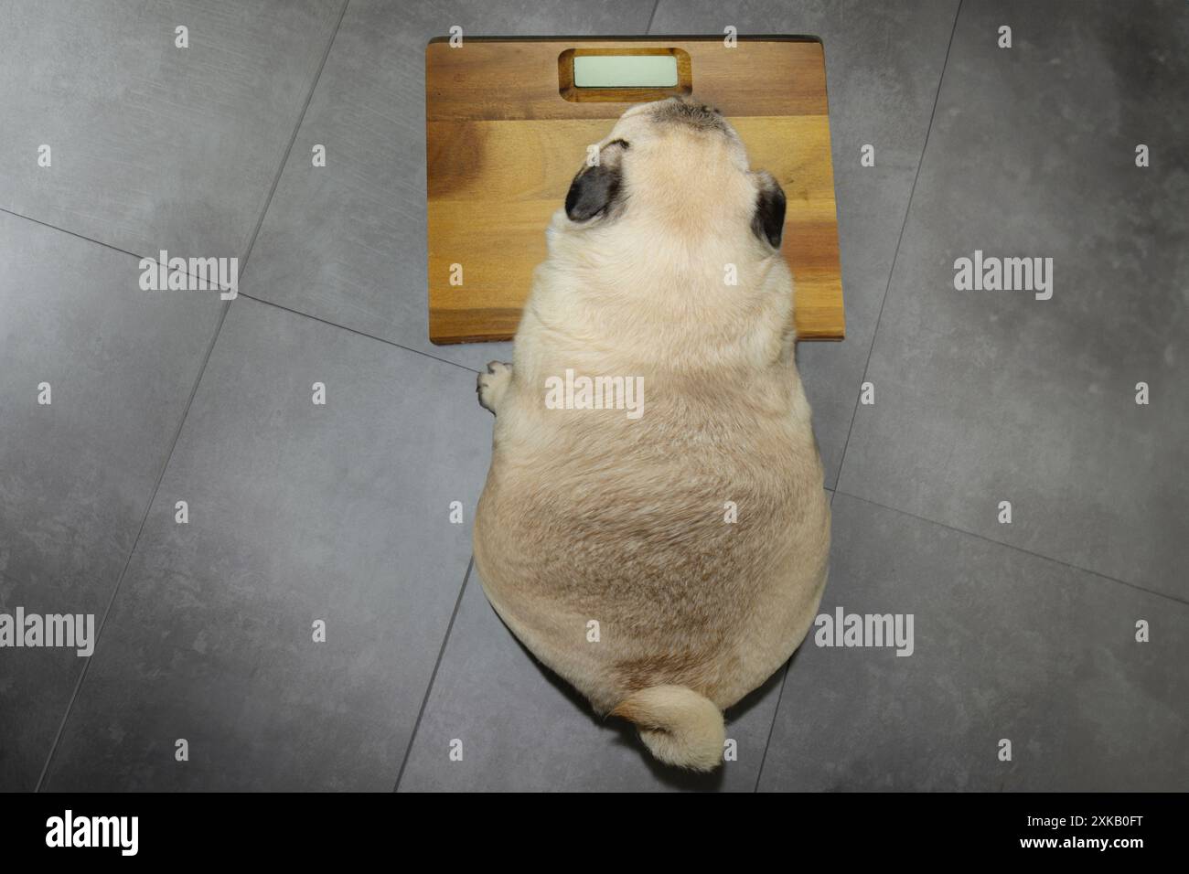 Chien de carlin trop léger au-dessus d'une machine de pesée. Le concept de régime alimentaire et la lutte contre l'obésité chez le chien. Banque D'Images