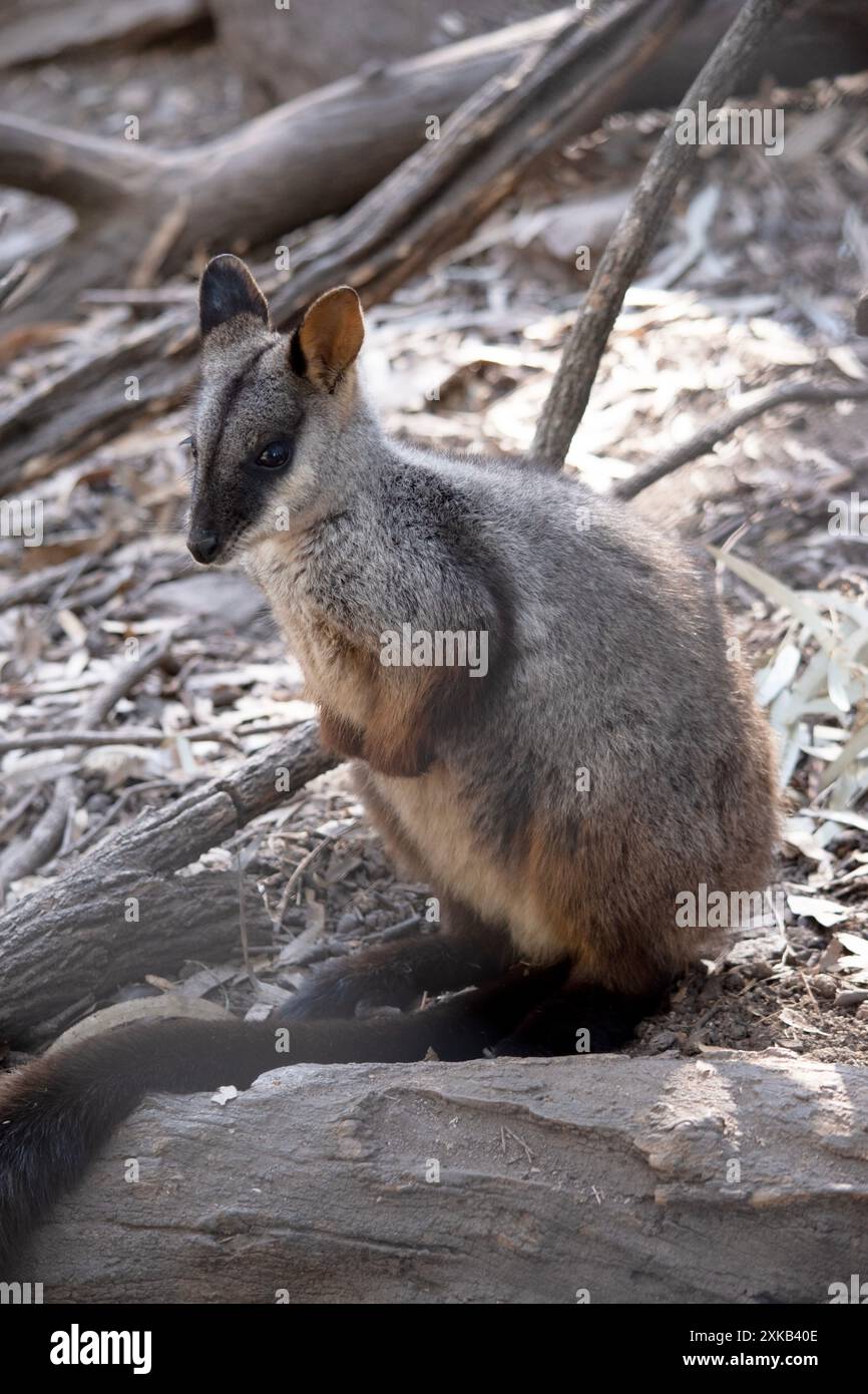 Le rocher wallaby à queue brisée méridionale a une longue queue sombre caractéristique qui est plus ardue vers la pointe. Les wallabies des rochers à queue de brosse ont un blanc Banque D'Images