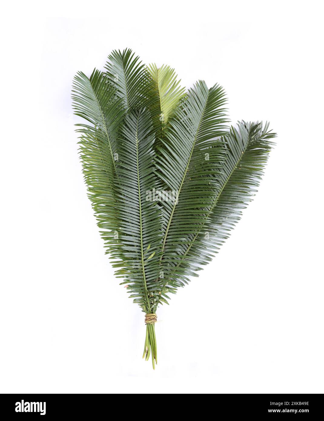 Phoenix roebelenii, les feuilles vertes ont la branche liée Phoenix roebelenii, les feuilles vertes ont la branche liée ensemble, isoler sur fond blanc. Banque D'Images