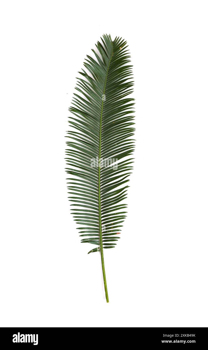 Phoenix roebelenii, le devant des feuilles vertes ont branche, isoler sur fond blanc. Banque D'Images
