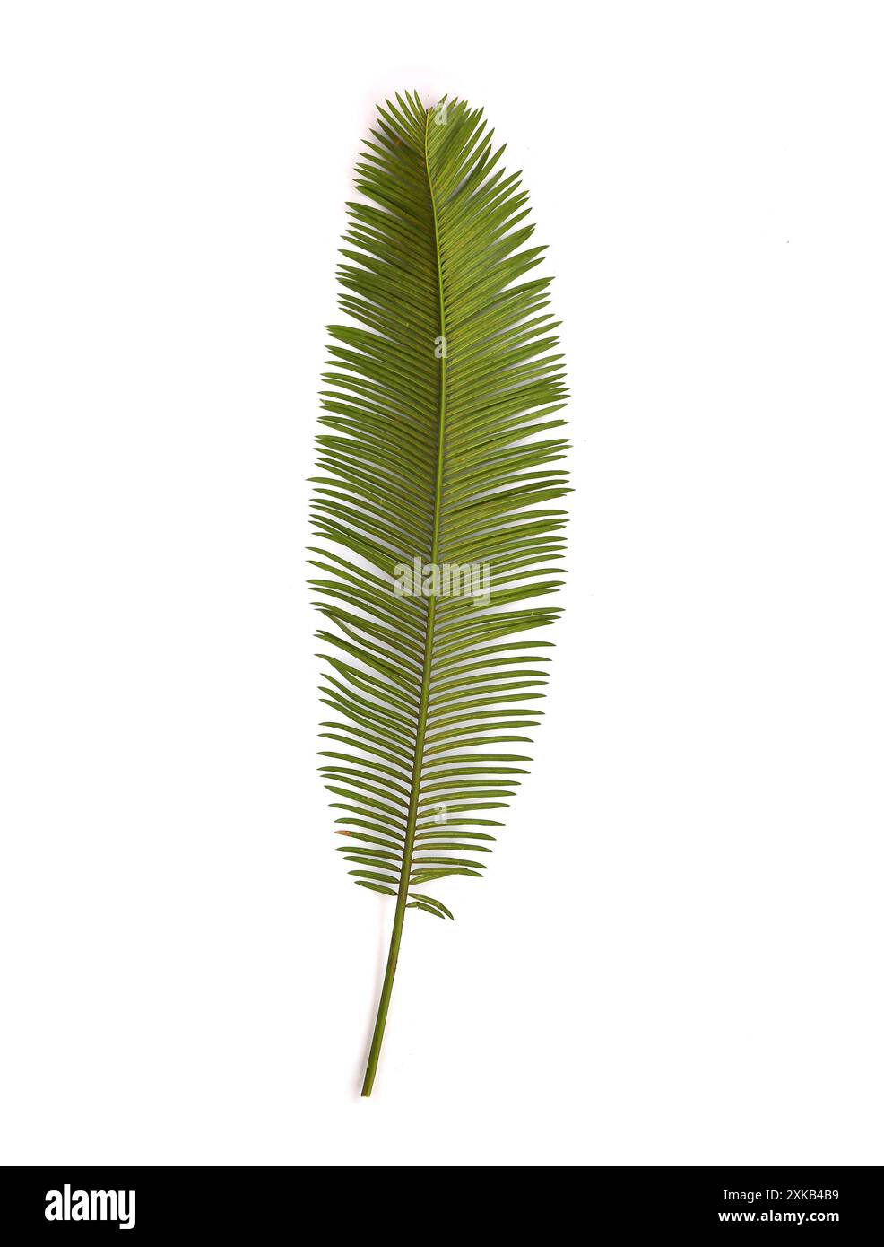 Phoenix roebelenii, le devant des feuilles vertes ont branche, isoler sur fond blanc. Banque D'Images