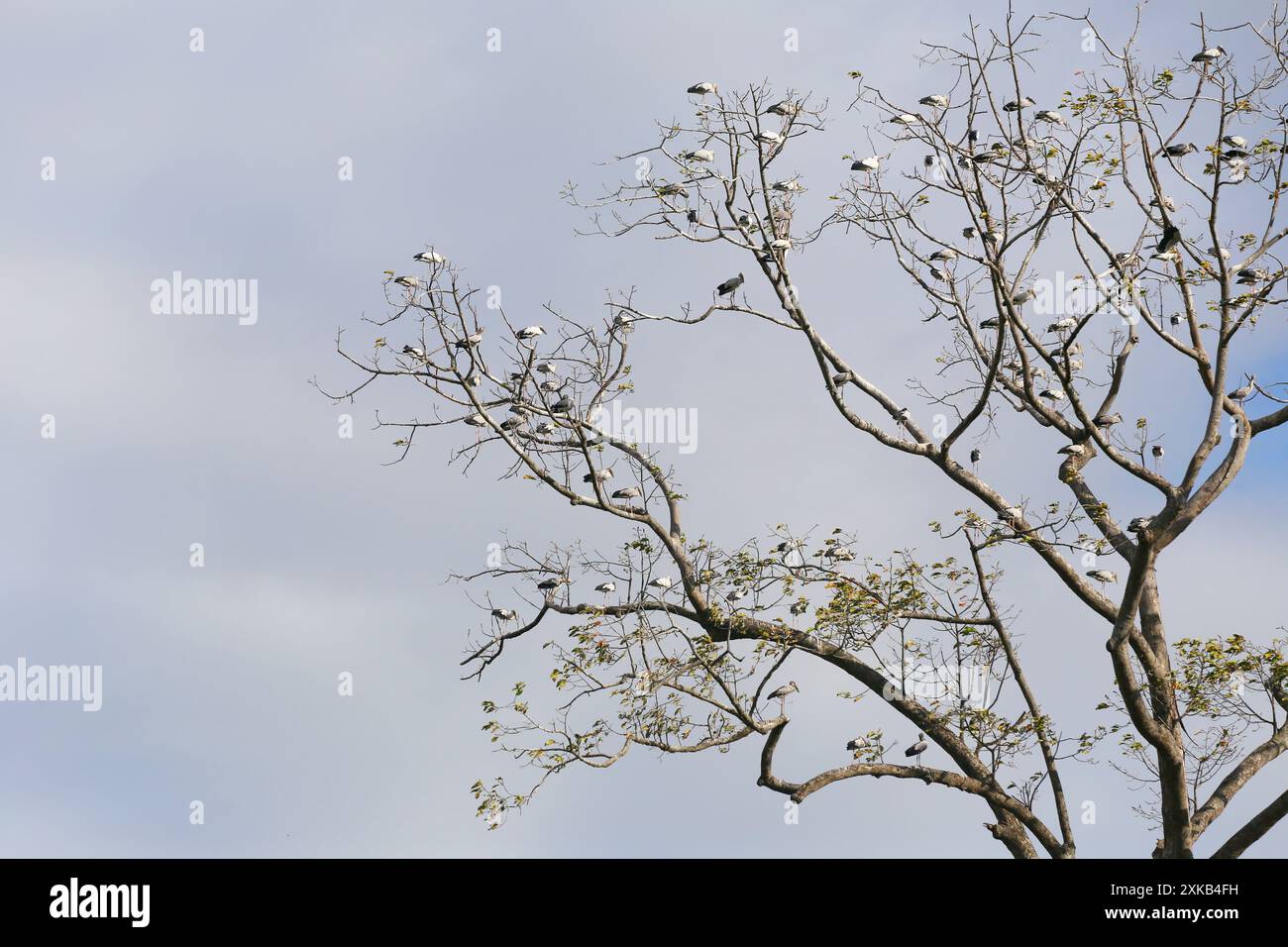 Beaucoup d'Openbill asiatiques étaient assis sur les branches d'un grand arbre qui n'avait pas beaucoup de feuilles sur le ciel bleu et qui avait des nuages blancs. Banque D'Images