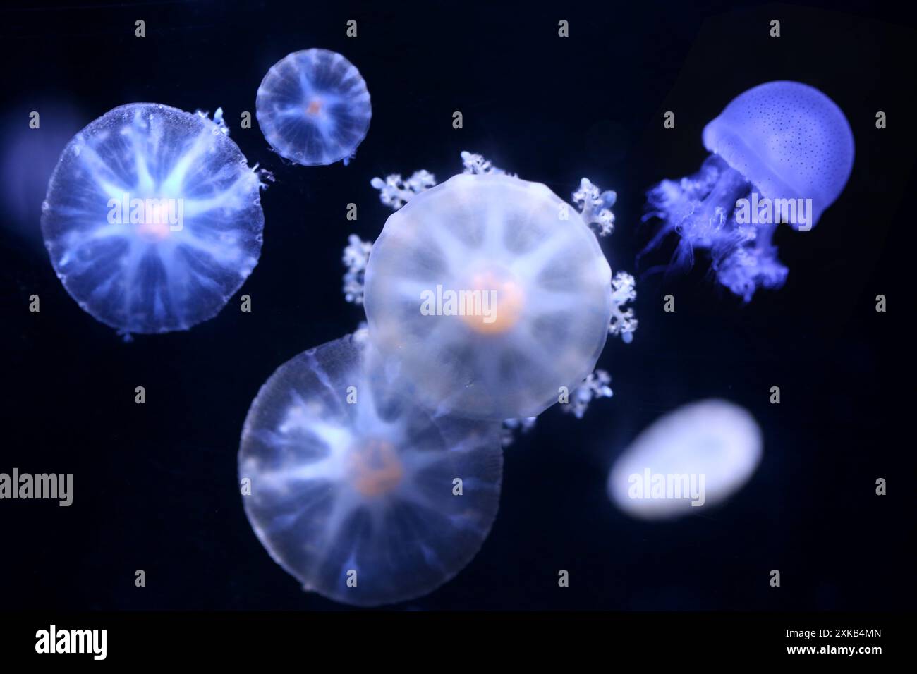 Méduses à l'envers sur fond noir, le nom scientifique est Cassiopea andromeda. Banque D'Images