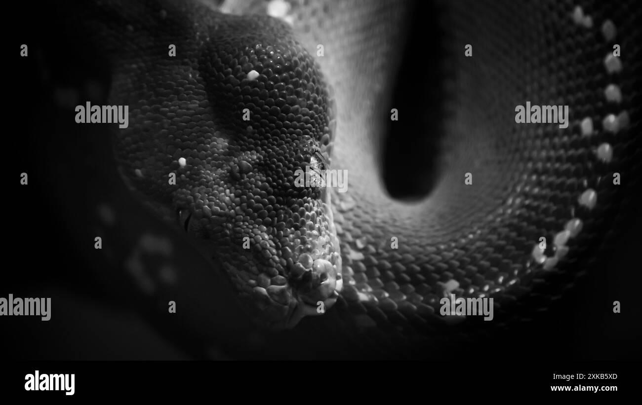 Vert arbre python gros plan dans les ombres basses clés Banque D'Images