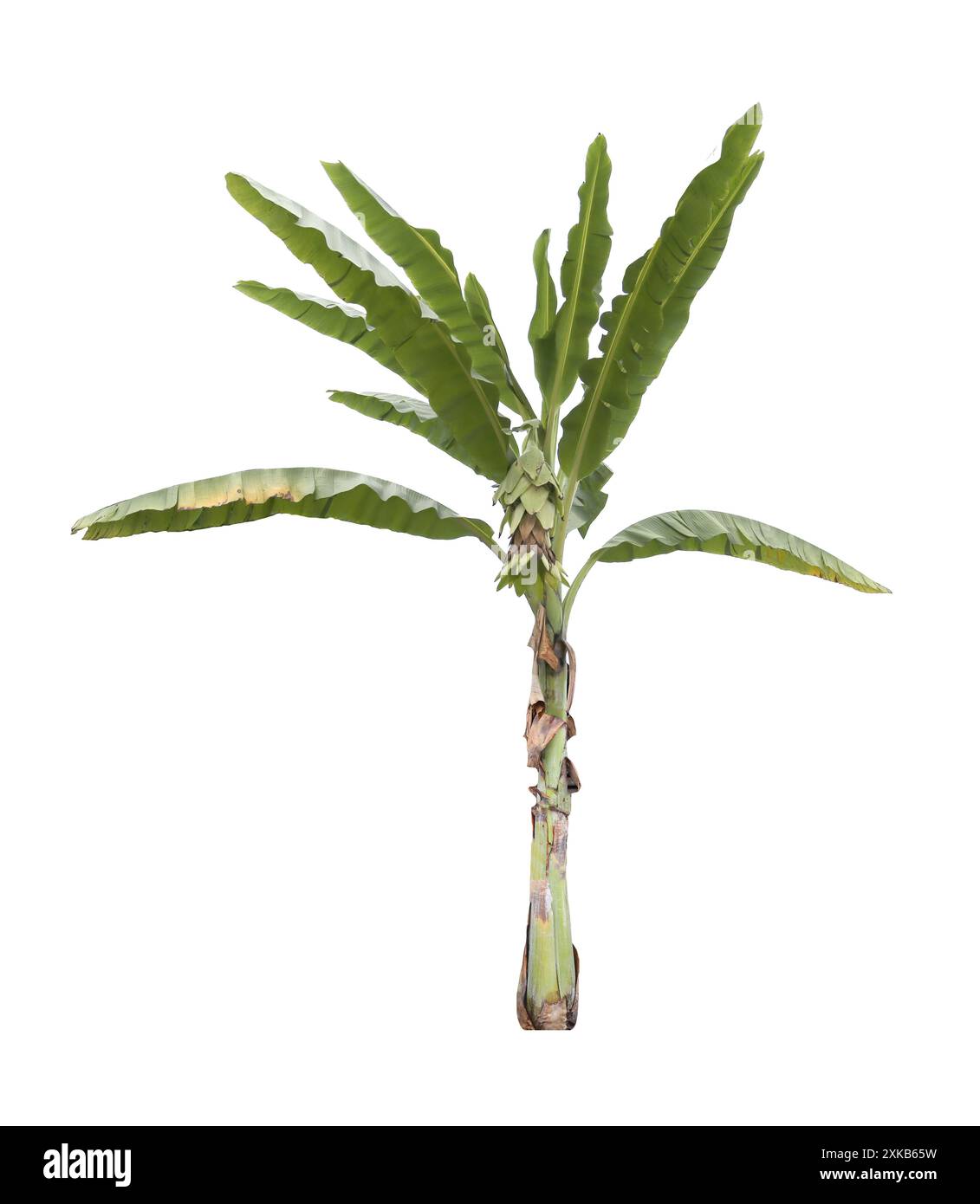 Bananier isolé sur fond blanc et ont des chemins de détourage. pour le design dans votre concept de nature de travail. Banque D'Images