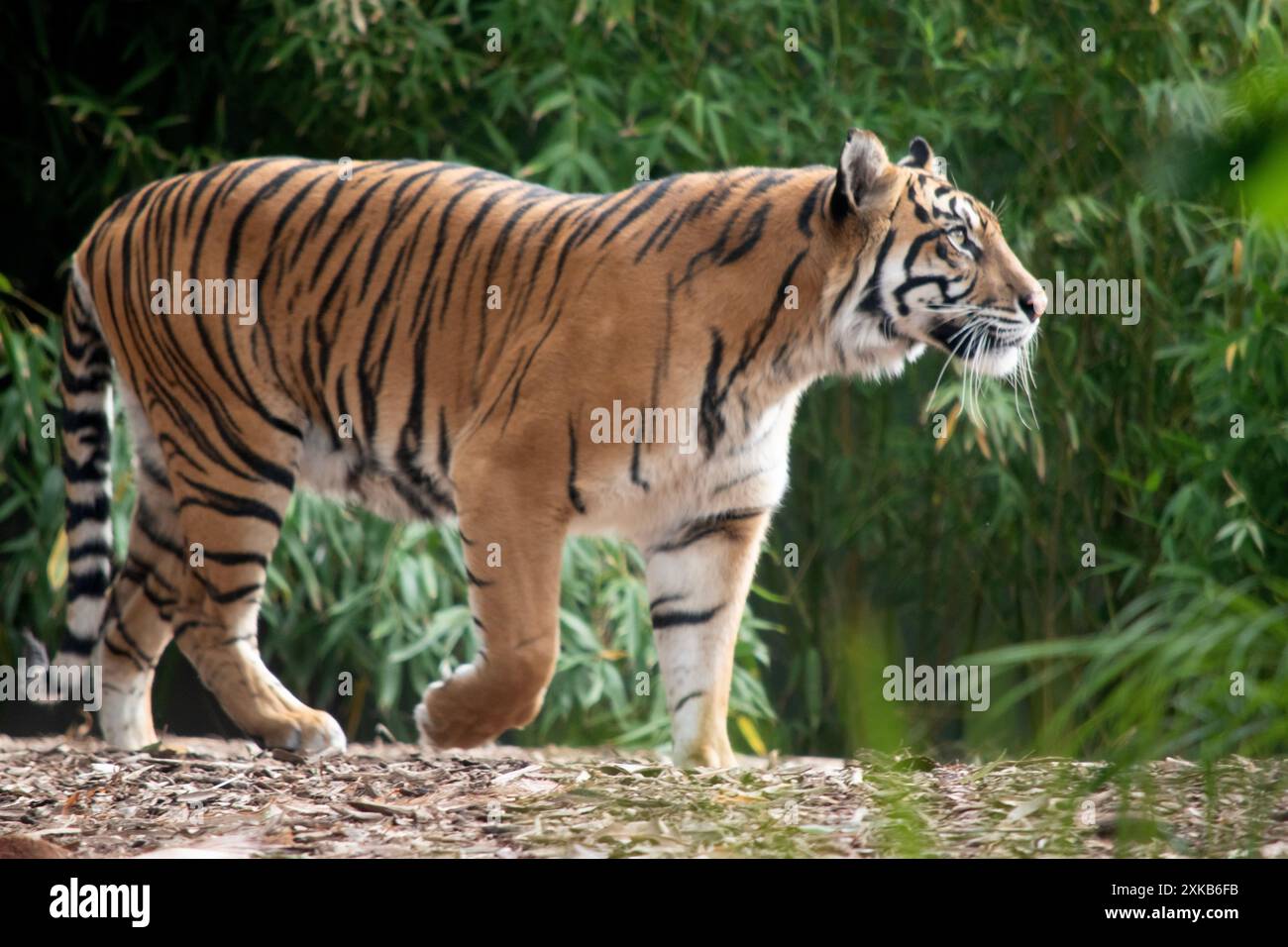 le tigre a des rayures dorées et noires Banque D'Images