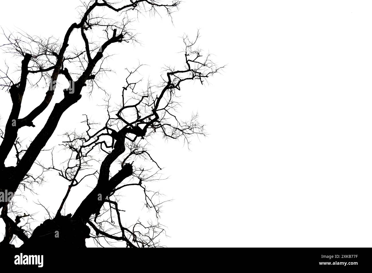 Arbre mort avec des branches isolées sur fond blanc et ont des chemins de découpage pour une conception facile à utiliser dans votre travail. Banque D'Images