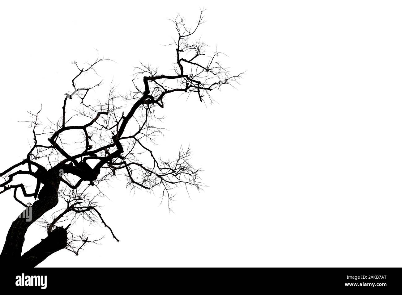 Arbre mort avec des branches isolées sur fond blanc et ont des chemins de découpage pour une conception facile à utiliser dans votre travail. Banque D'Images