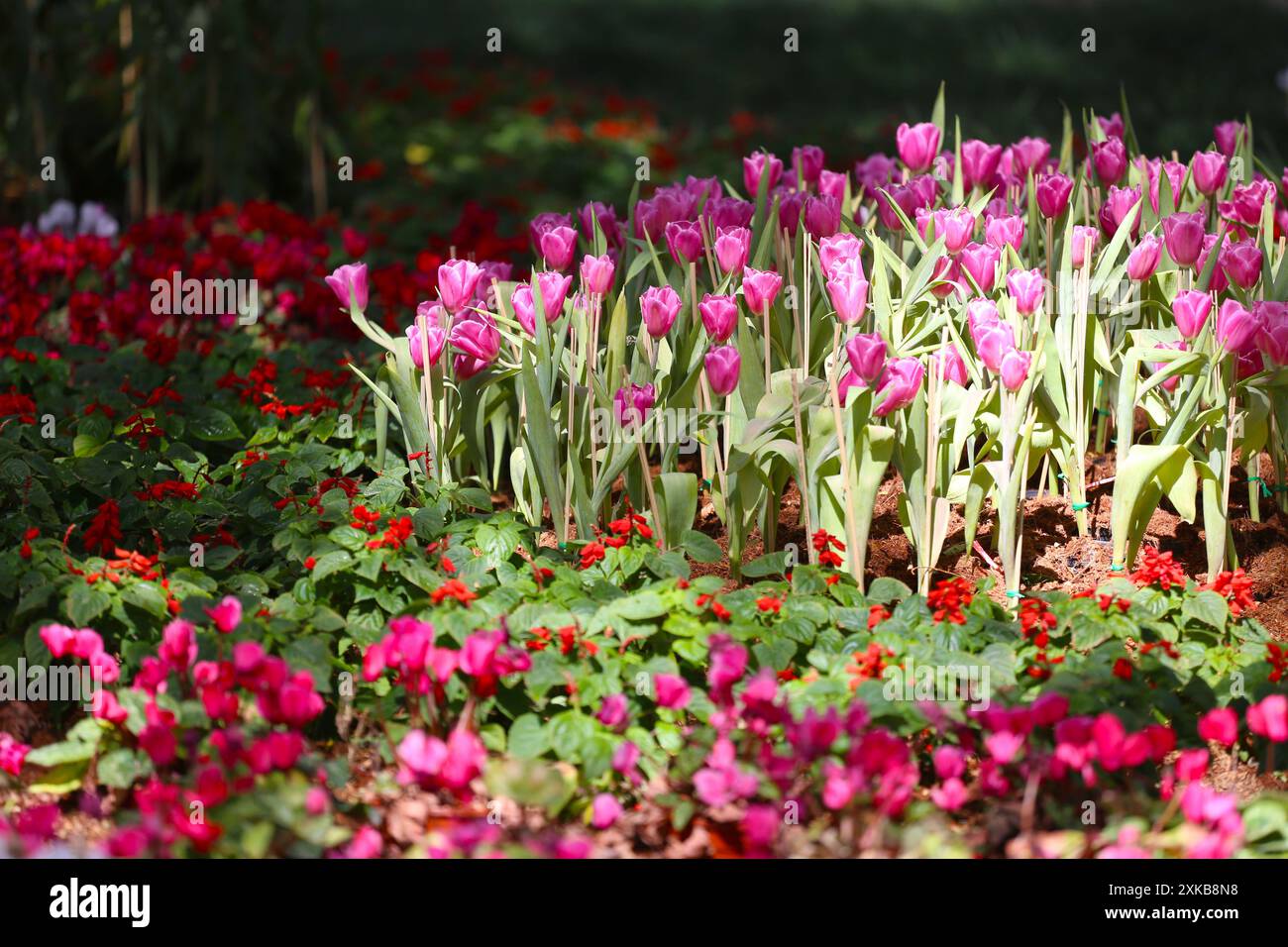 Les tulipes roses fleurissent dans un parterre de fleurs entourées de fleurs colorées dans un jardin fleuri. Banque D'Images