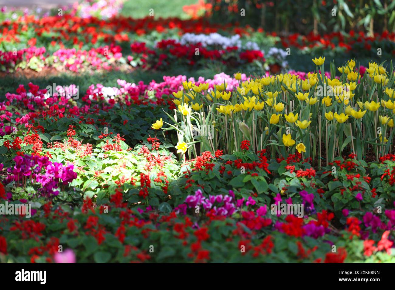 Les tulipes jaunes fleurissent dans un parterre de fleurs entourées de fleurs colorées dans un jardin fleuri. Banque D'Images