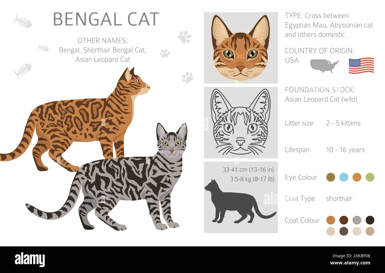 Clipart de chat Bengal. Toutes les couleurs de manteau sont définies. Infographie des caractéristiques de toutes les races de chats. Illustration vectorielle Illustration de Vecteur