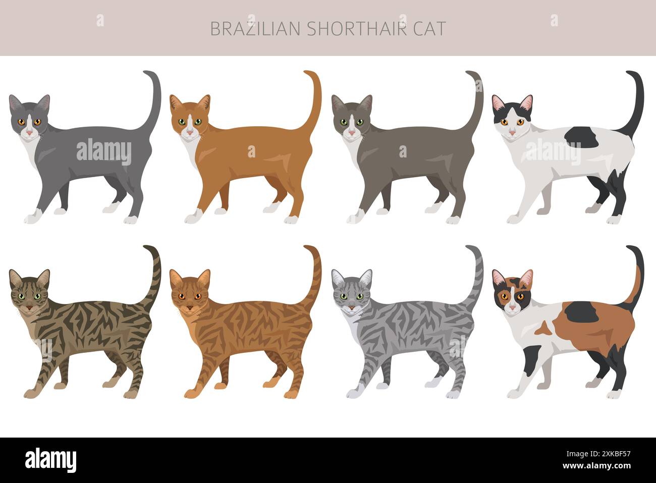 Clipart de chat short-air brésilien. Toutes les couleurs de manteau sont définies. Infographie des caractéristiques de toutes les races de chats. Illustration vectorielle Illustration de Vecteur