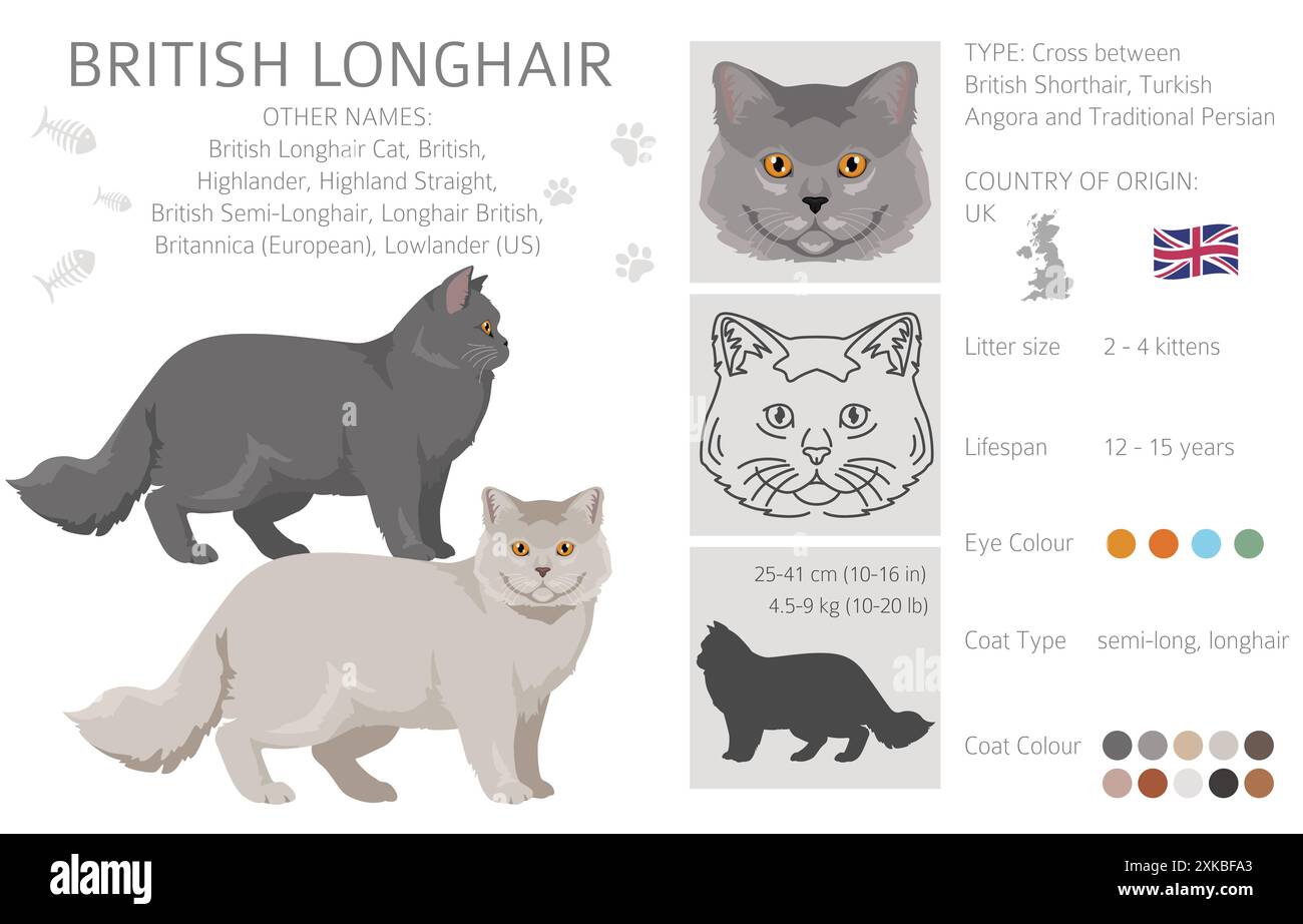 Clipart British Longhair Cat. Toutes les couleurs de manteau sont définies. Infographie des caractéristiques de toutes les races de chats. Illustration vectorielle Illustration de Vecteur