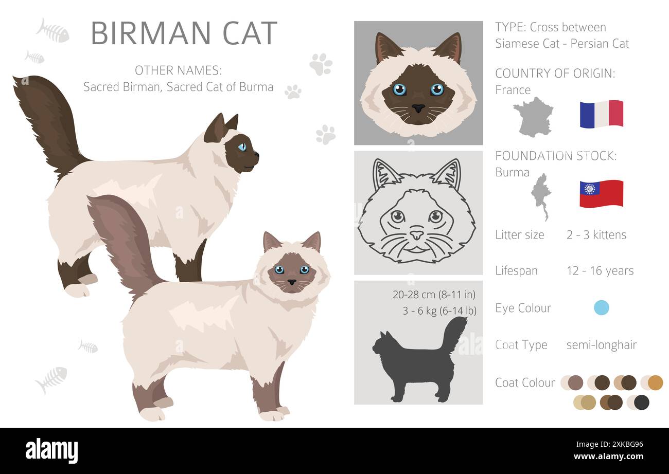Birman Cat clipart. Toutes les couleurs de manteau sont définies. Infographie des caractéristiques de toutes les races de chats. Illustration vectorielle Illustration de Vecteur