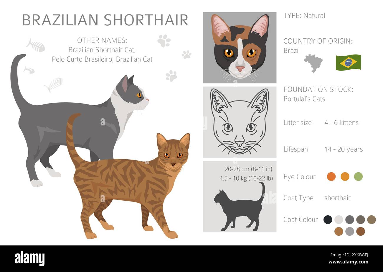 Clipart de chat short-air brésilien. Toutes les couleurs de manteau sont définies. Infographie des caractéristiques de toutes les races de chats. Illustration vectorielle Illustration de Vecteur