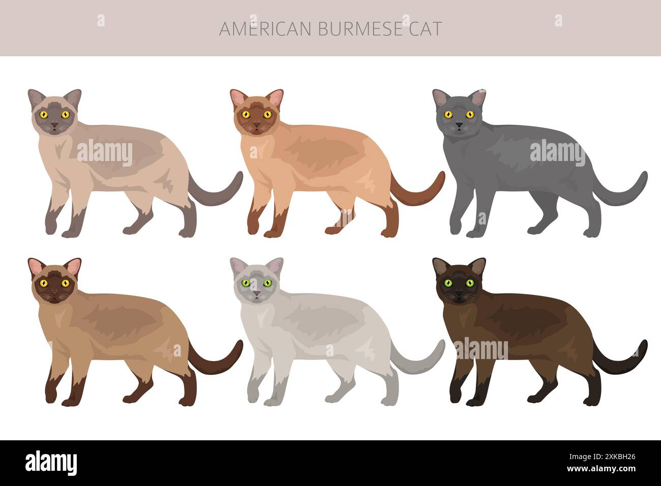 Clipart American Birmese Cat. Toutes les couleurs de manteau sont définies. Infographie des caractéristiques de toutes les races de chats. Illustration vectorielle Illustration de Vecteur