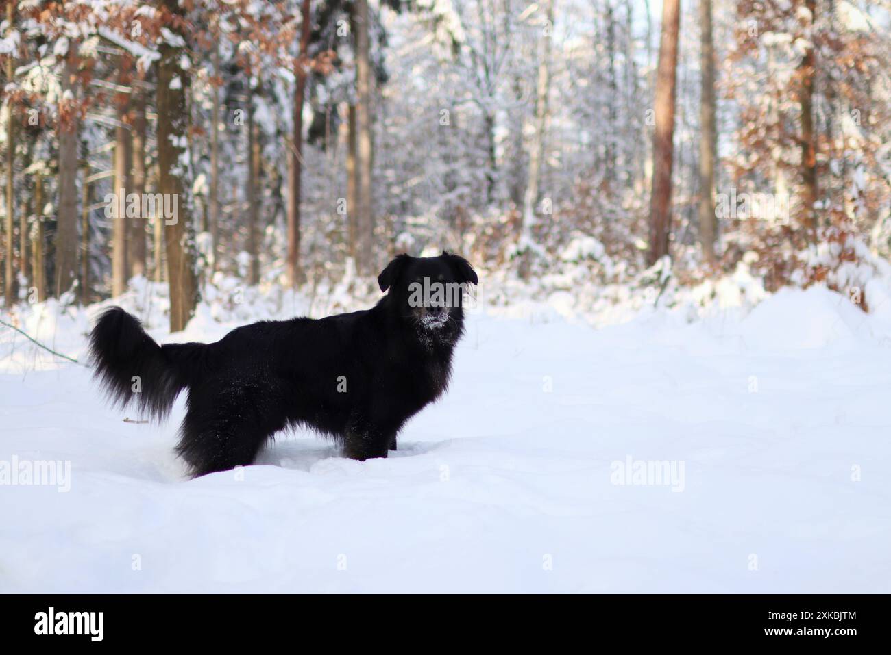 Chien noir se tient dans la forêt enneigée. Il est beau contraste de couleur Banque D'Images