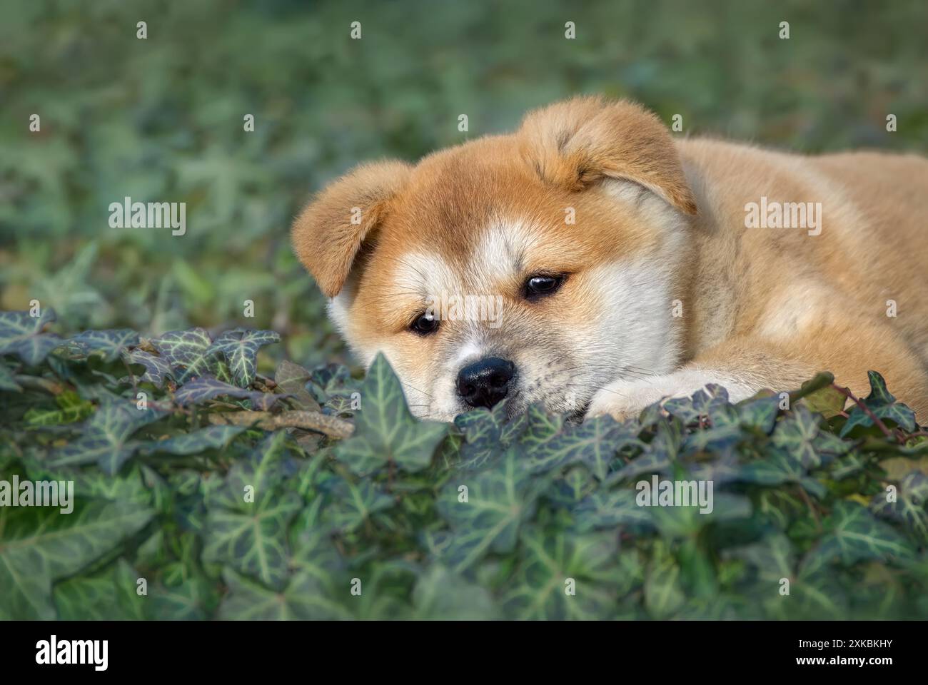 Chiot mignon Akita Inu, femelle de 8 semaines, reposant sur un couvre-sol lierre et regardant pensif, Allemagne Banque D'Images
