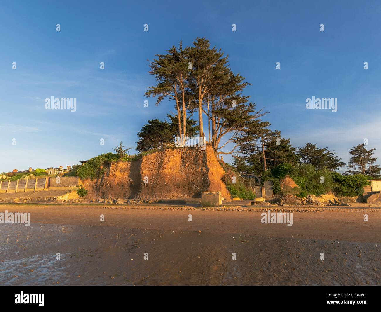 Vue grand angle des pins écossais sur Burrow Beach Banque D'Images