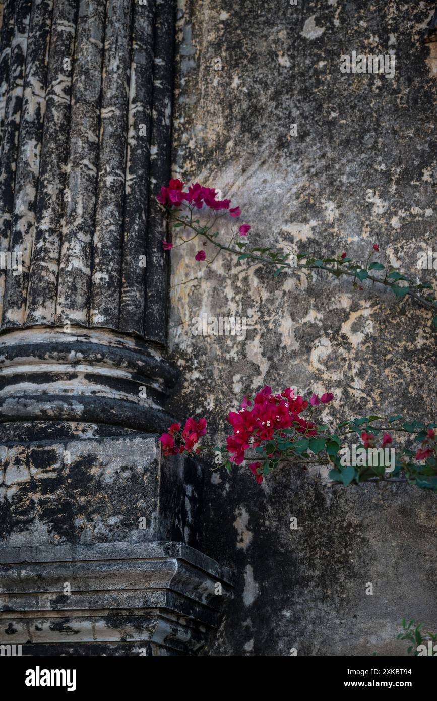 Détail d'un mur d'église vieilli avec des fleurs de Bougainvillea, Grenade, Nicaragua Banque D'Images