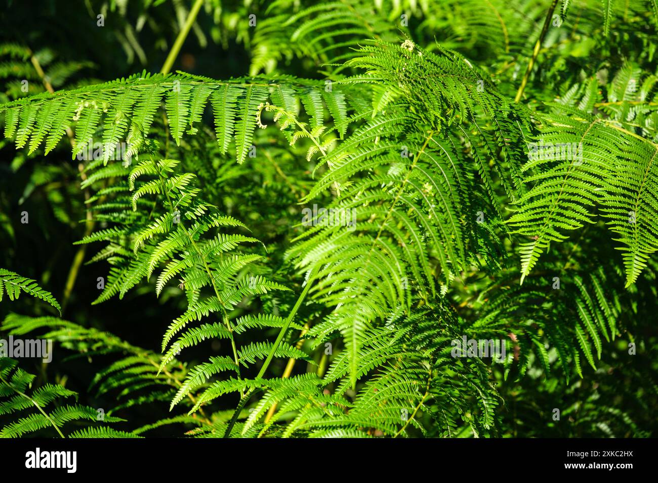 Massif des fougères dans la forêt | massifs de fougères dans les bois Banque D'Images