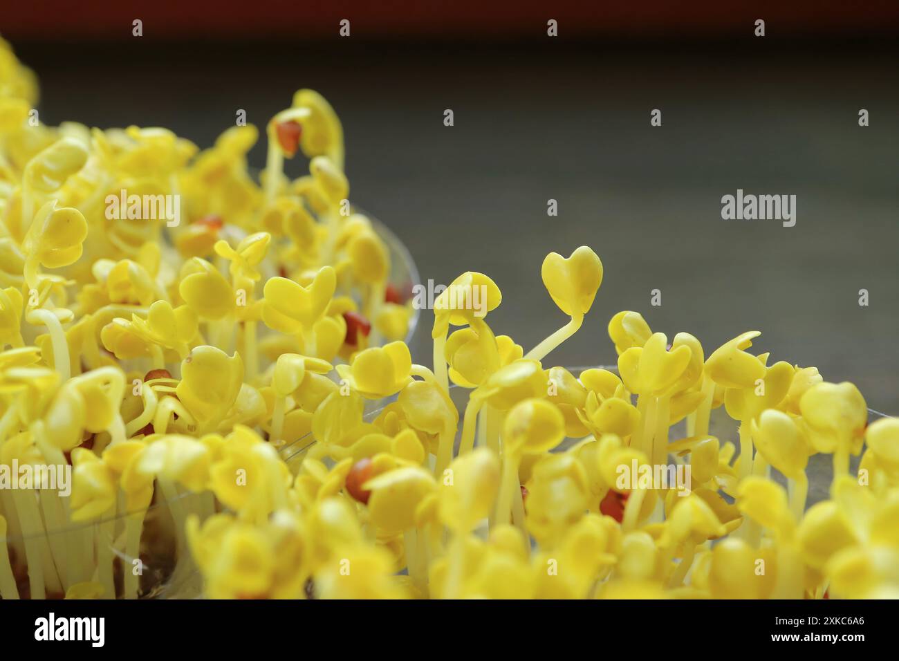 Gros plan sur les pousses Daikon de couleur jaune après la période de Blackout continuent de croître en lumière naturelle Banque D'Images