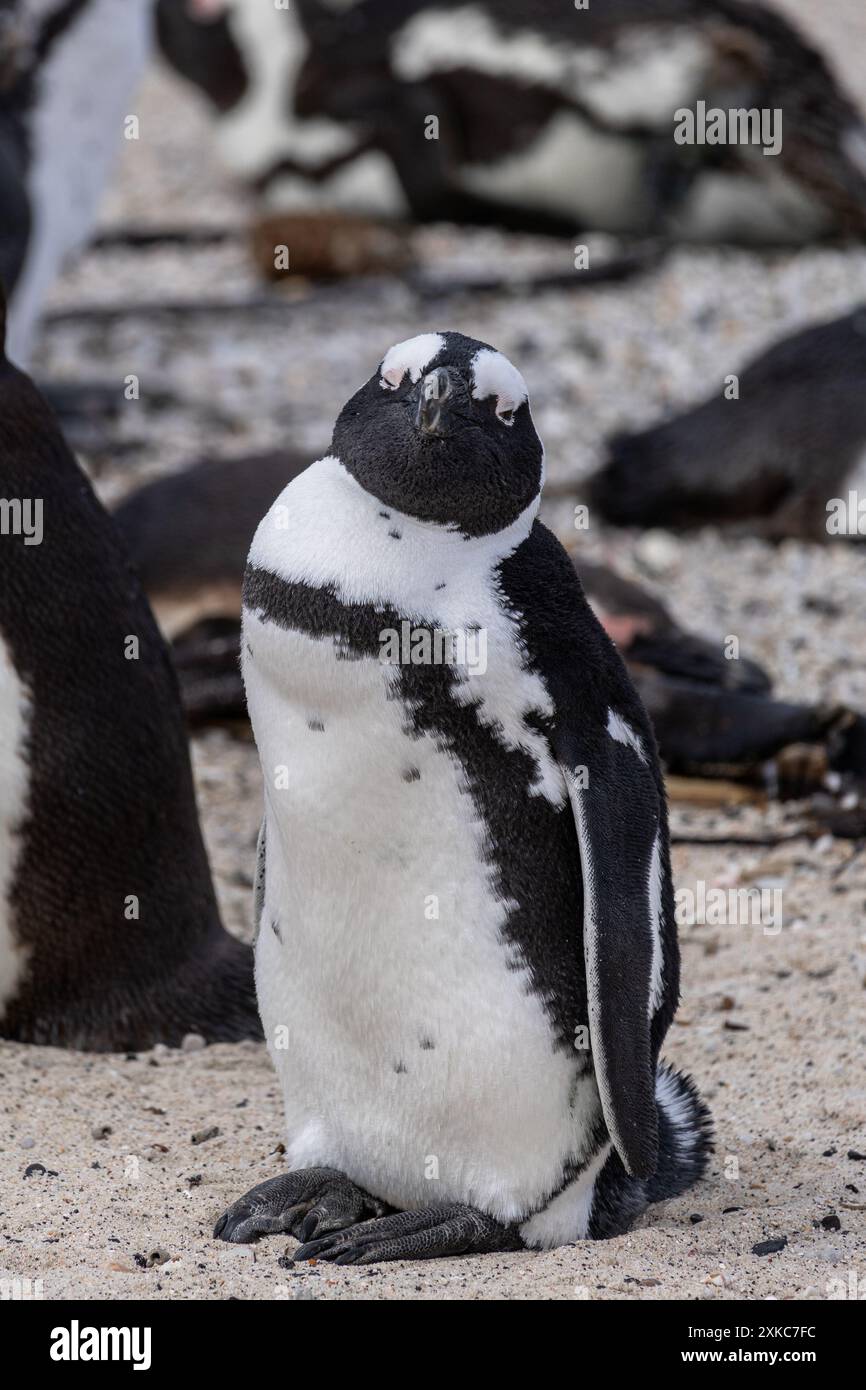 Gros plan portrait de pingouin africain. Spheniscus demersus. Pingouin à pieds noirs ou Jackass. Animaux répertoriés dans le Livre rouge international. Afrique du Sud, CA Banque D'Images