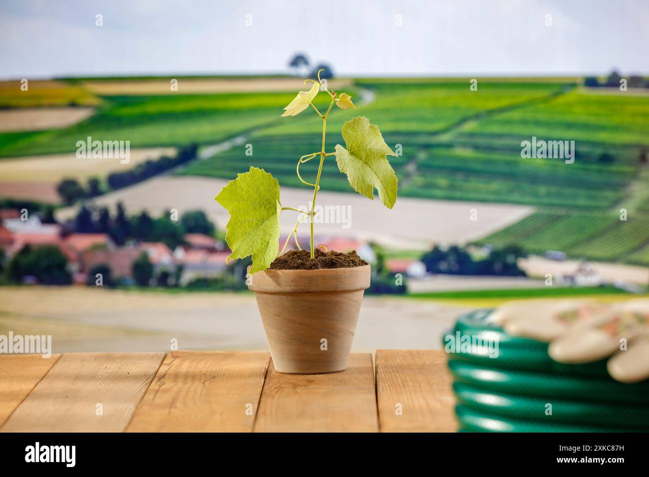 Petits pots et plants de plantes sur une table en bois. Copier l'espace pour les produits et les outils. Les outils de jardinage et le temps de travail de jardinage de printemps. Banque D'Images