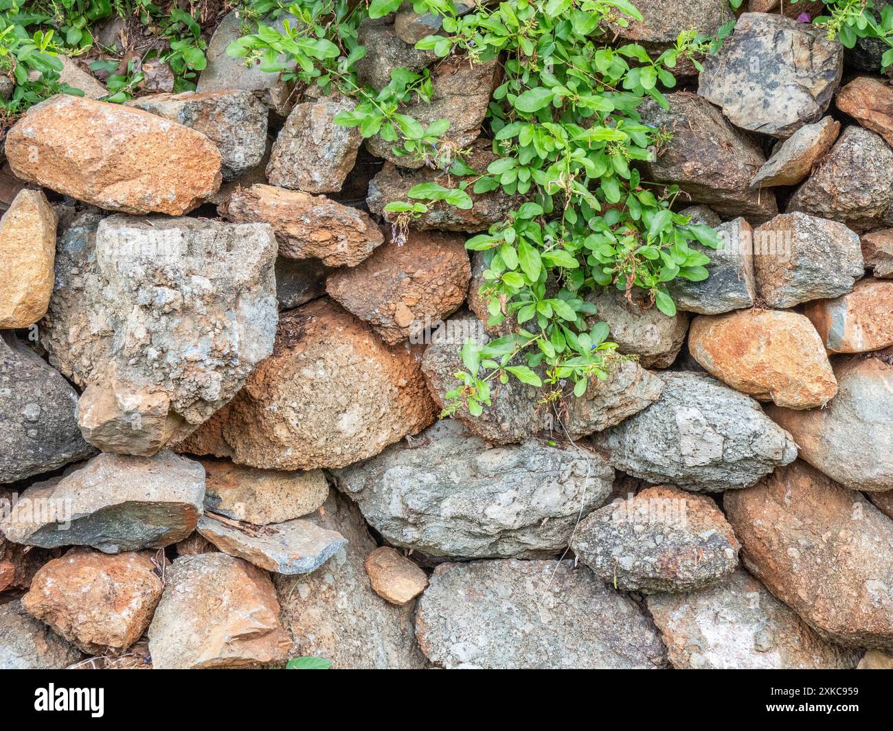 Mur de roche sur l'île caribéenne de St John dans les îles Vierges américaines Banque D'Images